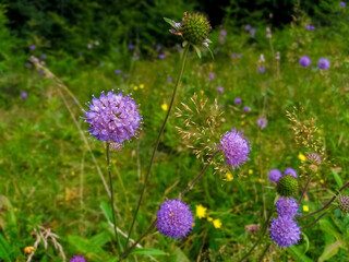 Succisella flowers. Beautiful lilac wildflowers