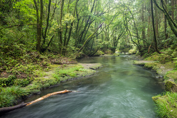 緑の森の下を流れる久留味川の緩やかな流れ