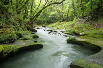 Obraz premium 緑の森の下の侵食された岩と川の流れ
