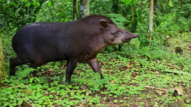 Rare footage of a Baird's tapir, Tapirus bairdii, in it's natural habitat: the Amazon rainforest or tropical forest of South America