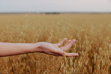 female hand Spikelets of wheat sun nature agriculture plant unaltered