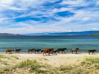 Horses run along the shore of Lake Baikal, Olkhon Island. Russia.