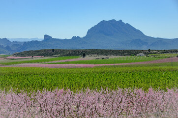 Obraz premium Peach flowering in Cieza. Murcia Spain