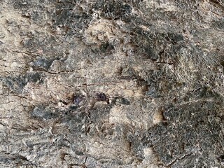 The bark of a big tree.