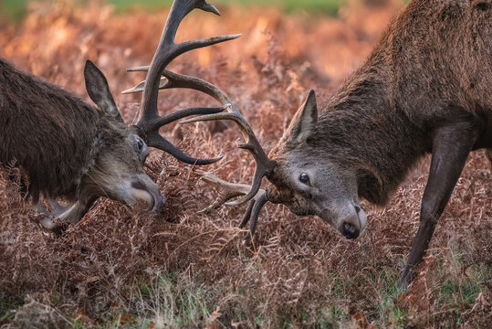 Beautiful image of red deer stags Cervus Elaphus fighting with antlers during rut season in golden forest landscape