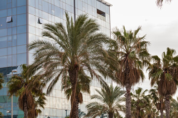  Palm tree against the sky