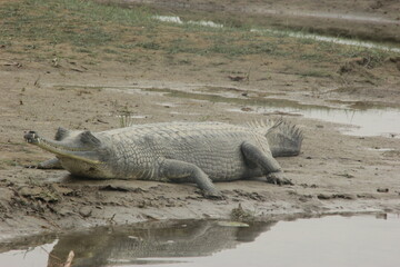 alligator in the swamp