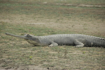 alligator in the everglades