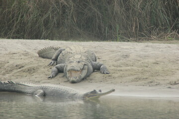 crocodile in the water