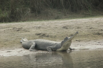 alligator in the water