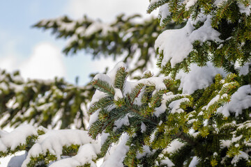 Evergreen forest on the mountain Fruska Gora. Illuminated by the winter sun and covered with snow, the green leaves of the evergreen tree Abies alba. 