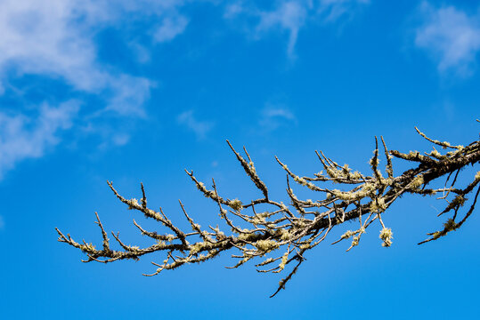 branches of a tree against the sky
