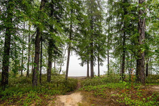 footpath in the forest