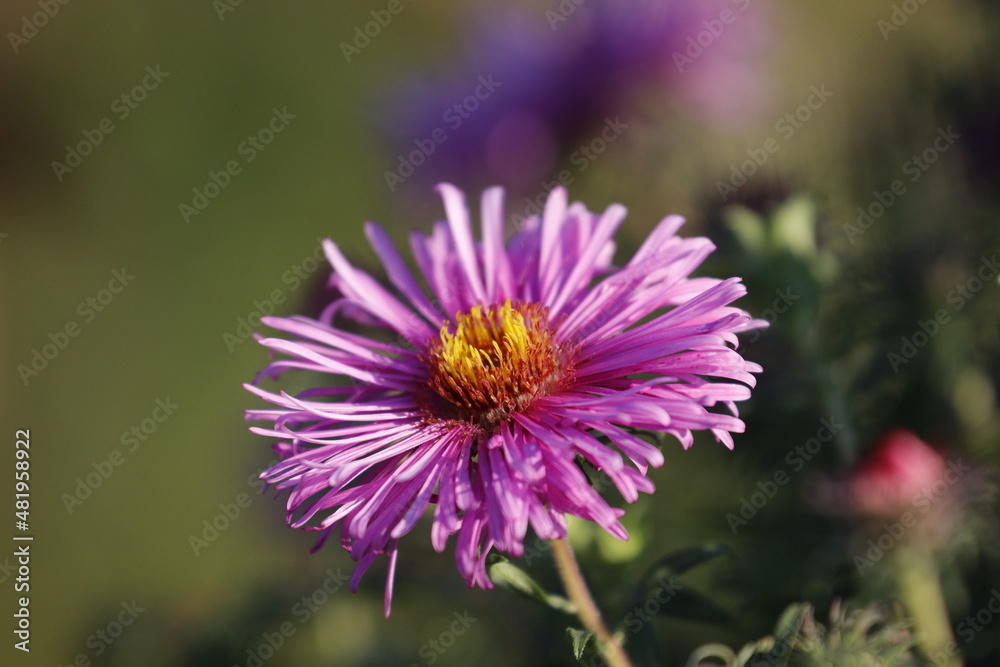 Wall mural Pink flower