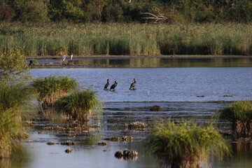 ducks on the lake