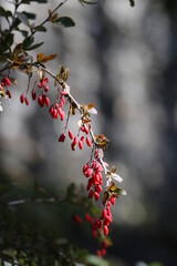 red berries on a branch
