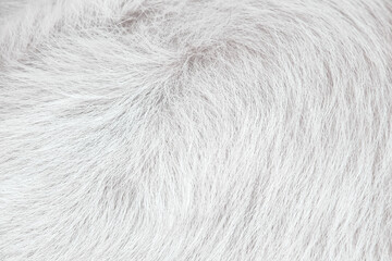 White dog fur texture with soft patterns for line grey background