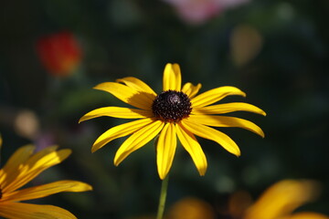 Coneflower in summer