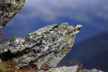 Rock looks like any bird