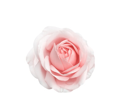Rose light pink flower with water drops isolated on white background top view for Valentine day or wedding , clipping path