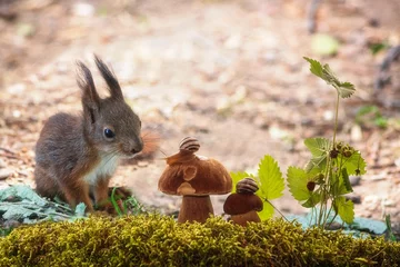Rolgordijnen Little squirrel sitting near the mushrooms © Iryna