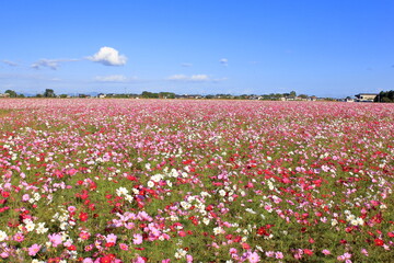 街中のコスモス畑