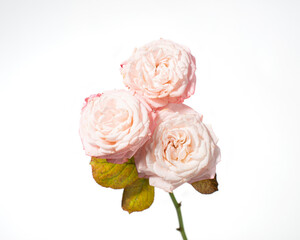 Pale pink rose flowers isolated on white background.
