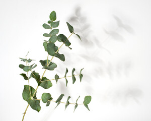 Green eucalyptus branch with shadow on white background. © ausra