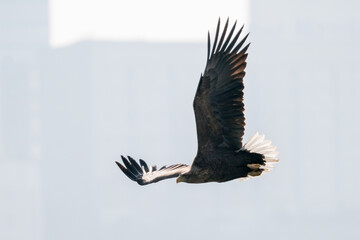 eagle