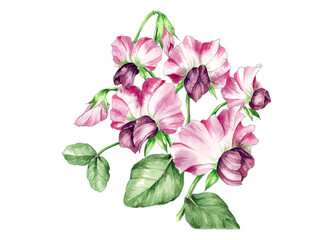 hand painted watercolor illustration of pink pea flowers, isolated on white background