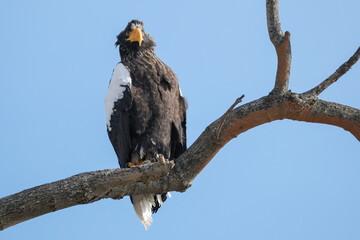 red tailed hawk