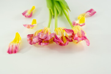 Withered tulip flowers and petals on a light background.
