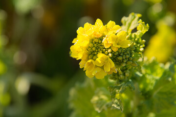 早春に美しく咲いている菜の花のクローズアップ