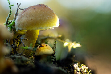 Pilz
