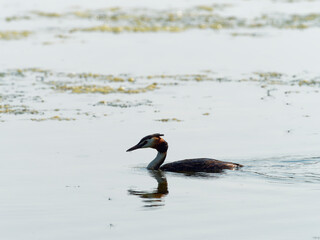 Haubentaucher, Podiceps cristatus, am Nest