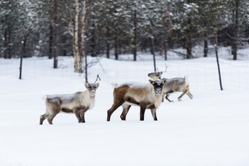 reindeer in snow - obrazy, fototapety, plakaty