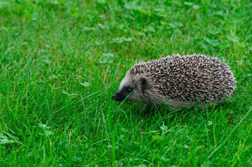 hedgehog