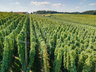 Fototapeta na wymiar Bavarian Holledau hop field at top view before harvesting phase