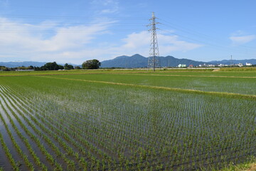 田園風景 日本有数の米どころ 山形県庄内