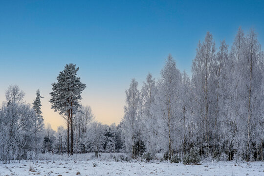 The winter landscape. Frost-covered trees.