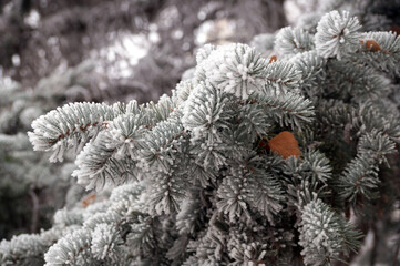 Frosted spruce branch in the city park