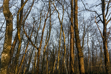 Obraz premium tronchi di alberi