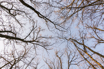 Obraz premium alberi