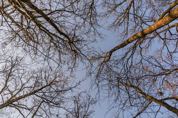 alberi in inverno