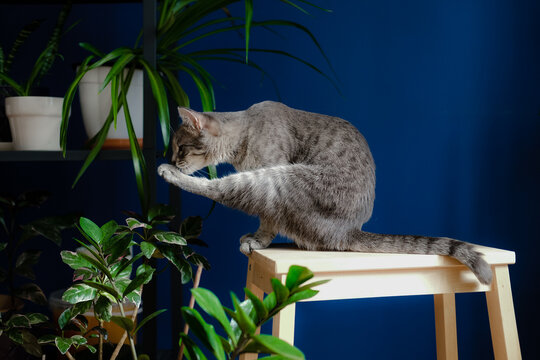 Grey cat licks in room with a lot of house plants