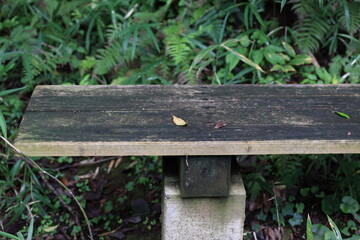 Fototapeta premium 森林の風景