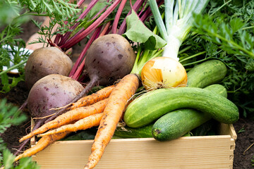 wooden box of farm fresh vegetables, harvested in the garden