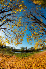 Maple trees with bright yellow foliage in the fall, a view with a fisheye effect