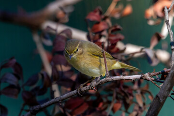 Common chiffchaff perched on a tree branch looking straight ahead