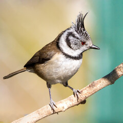 Crested tit perched on a tree branch looking straight ahead